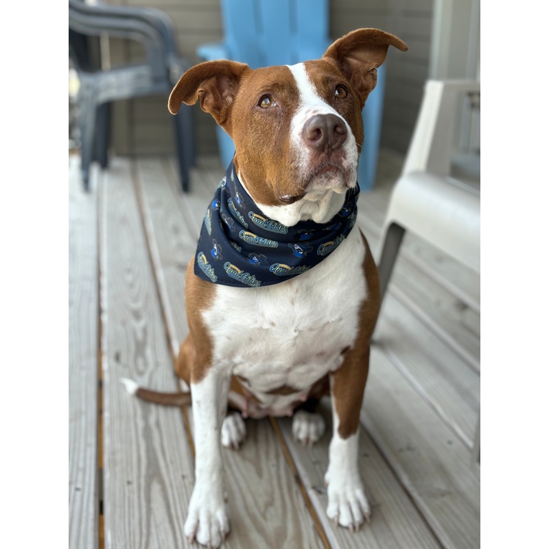 All-Star Dog Bandana